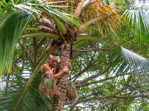 Toa Palm Climbing2